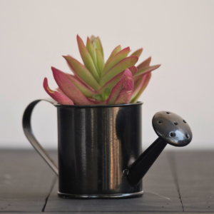 Cachepot Maria com Crassula Fogueira