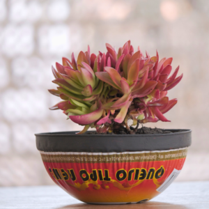 Vaso Olivia com Crassula Fogueira Média