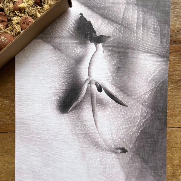 Coleção Fine Art por Rebecca Migutti com 9 bolas de sementes em embalagem de papelão.