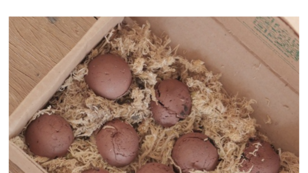 12 bolas de sementes em embalagem de papelão - Image 2