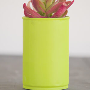 Vaso Fernanda com Crassula Fogueira