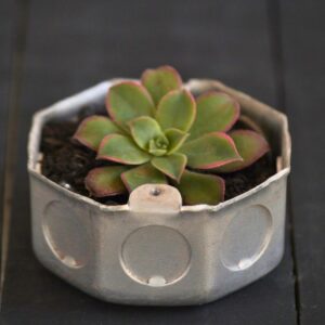 Vaso Adriana com Aeonium - Cata Vento