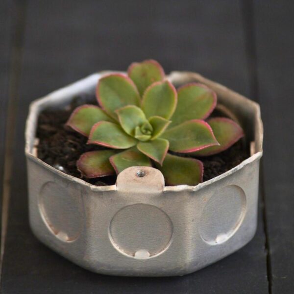 Vaso Adriana com Aeonium - Cata Vento