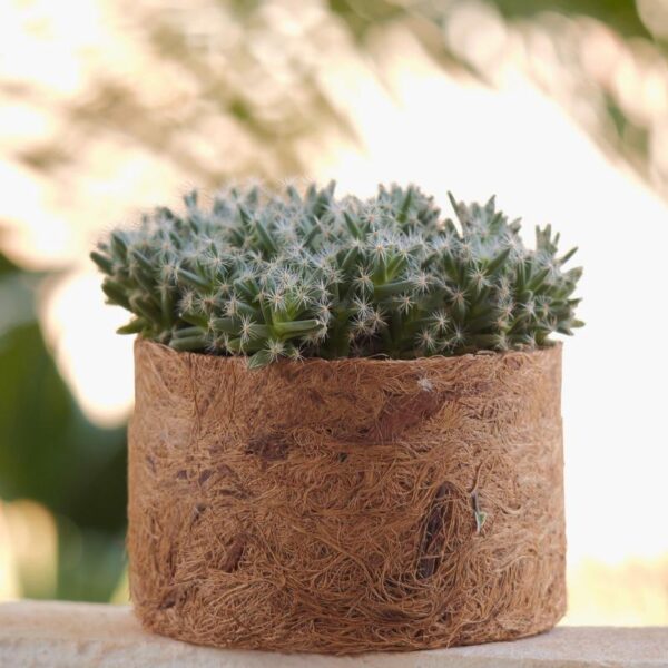 Cachepot Wagner