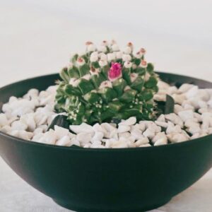 Vaso Diego com Mamillaria Compressa