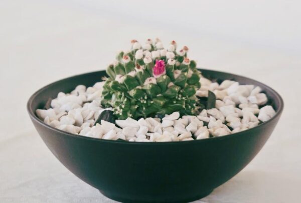 Vaso Diego com Mamillaria Compressa