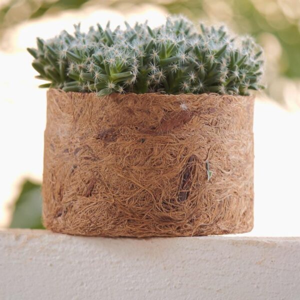Cachepot Wagner - Image 3