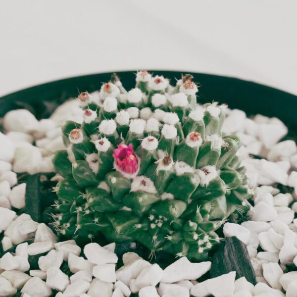 Vaso Diego com Mamillaria Compressa - Image 2