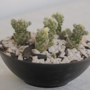 Vaso Nicolas com Cactos dedal